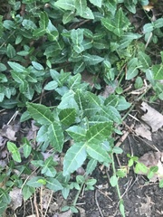 Euonymus fortunei
