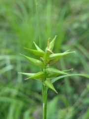 Carex lonchocarpa