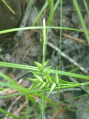 Carex lonchocarpa