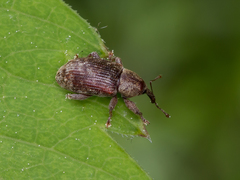 Dorytomus rufatus