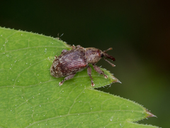 Dorytomus rufatus