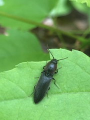 Agriotes fucosus