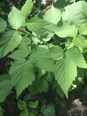 Rubus