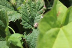 Holcostethus albipes