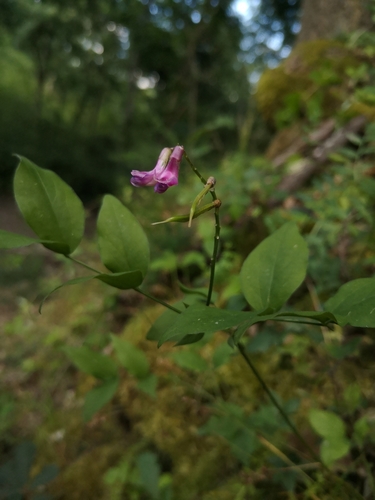 Image of Lathyrus venetus by (c) Mattia Menchetti, some rights reserved (CC BY)