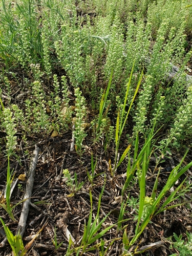 Alyssum alyssoides iNat (2)