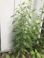 Solidago