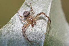 Araneus miniatus