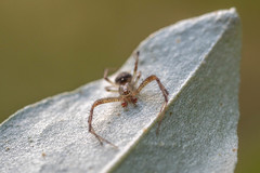Araneus miniatus