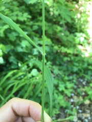 Bromus benekenii