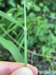 Bromus benekenii