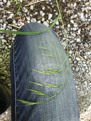 Bromus benekenii