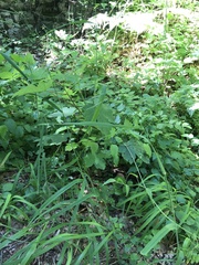 Bromus benekenii