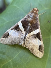 Melipotis fasciolaris