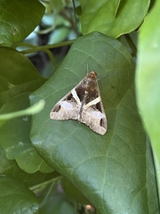 Melipotis fasciolaris
