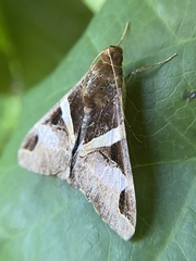 Melipotis fasciolaris