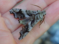 Deidamia inscriptum