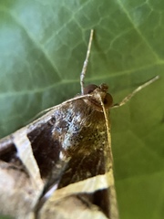 Melipotis fasciolaris
