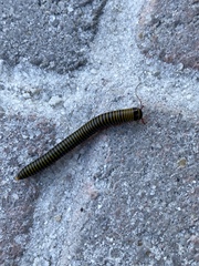Anadenobolus monilicornis
