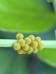 Battus polydamas