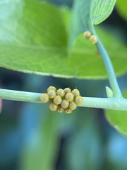 Battus polydamas