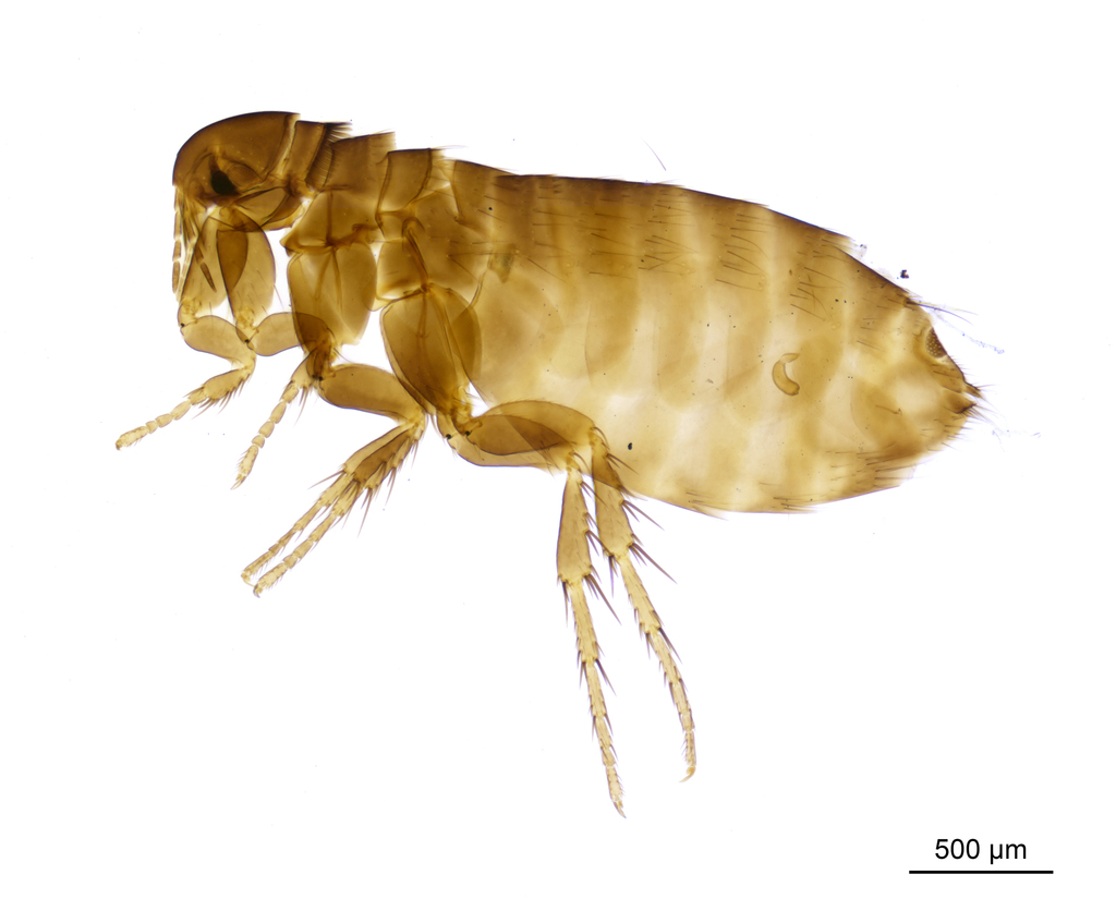 a stick-tight flea