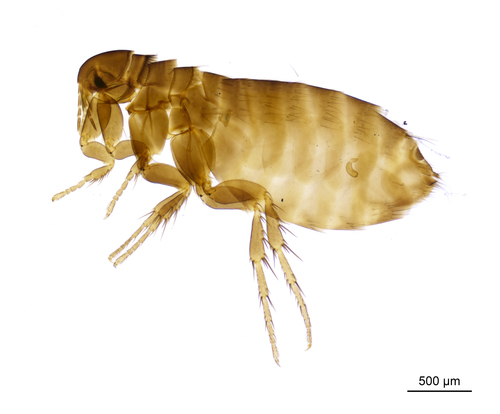 a stick-tight flea