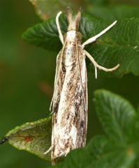 Catoptria verellus