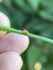 Battus polydamas