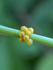 Battus polydamas