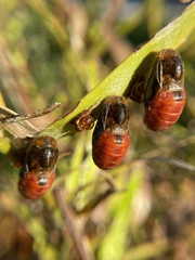 Eumaeus atala