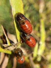 Eumaeus atala