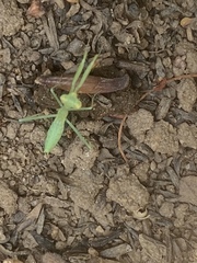 Stagmomantis limbata