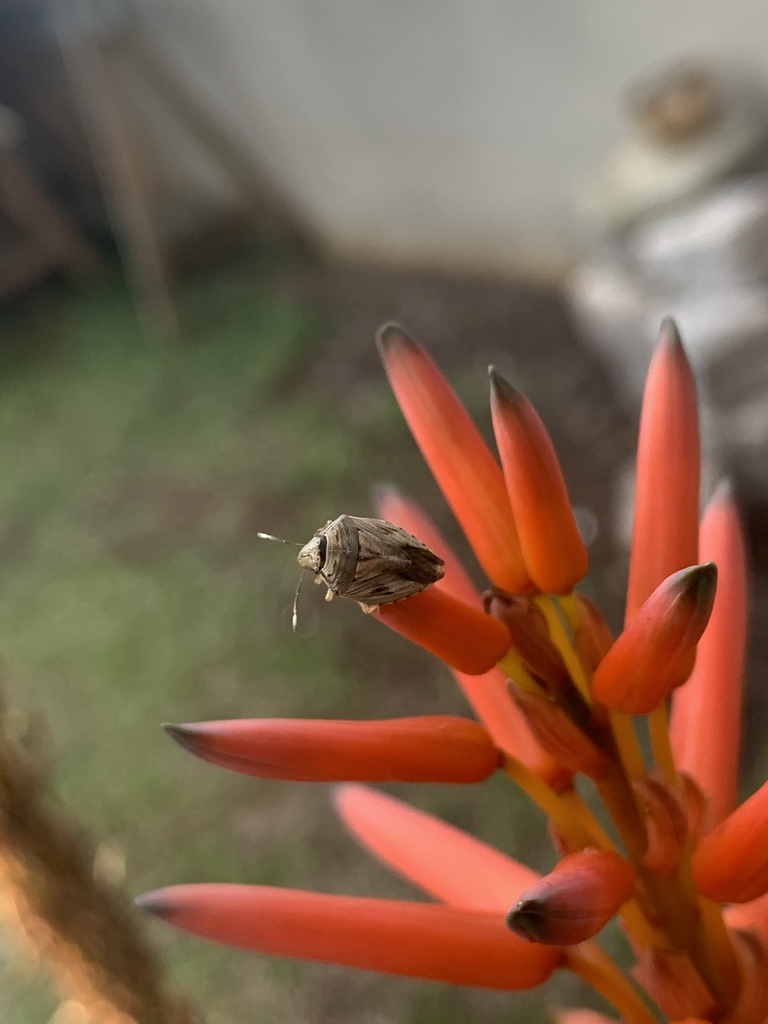 Capivaccius