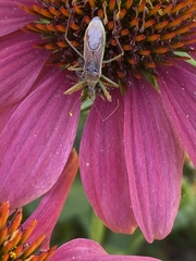 Zelus renardii