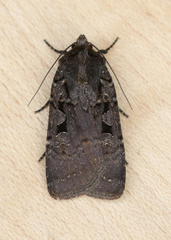 Parabagrotis insularis