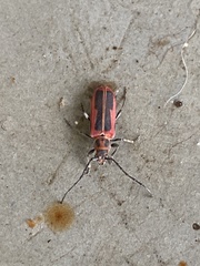 Holopleura marginata