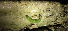 Whitmania edentula