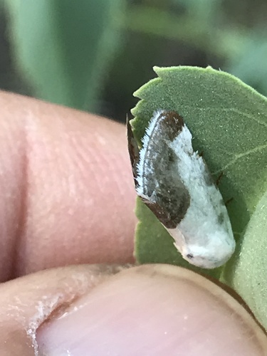 Chalky Bird Dropping Moth photo 5