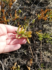 Thesium frisea