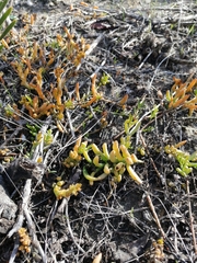 Thesium frisea