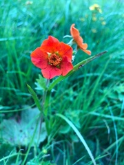 Potentilla thurberi