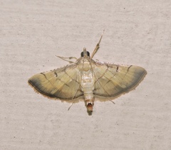 Spilomelini