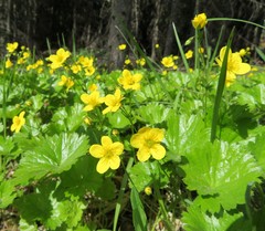 Waldsteinia idahoensis
