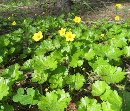 Idaho barren strawberry (Waldsteinia idahoensis)