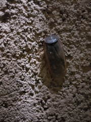 Homoeogamia mexicana