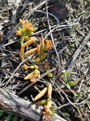 Thesium frisea