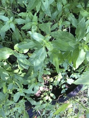 Mentha longifolia polyadena