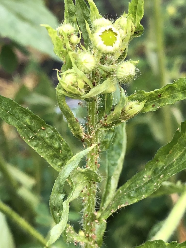 Fleabane Aphid