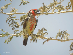 Lybius vieilloti